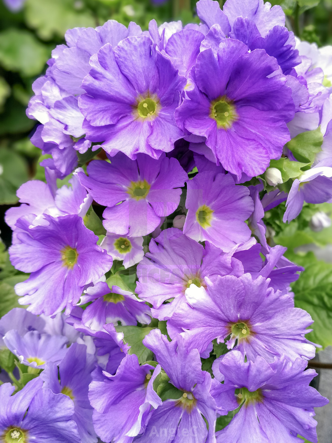 "Pretty Purple Primulas" stock image