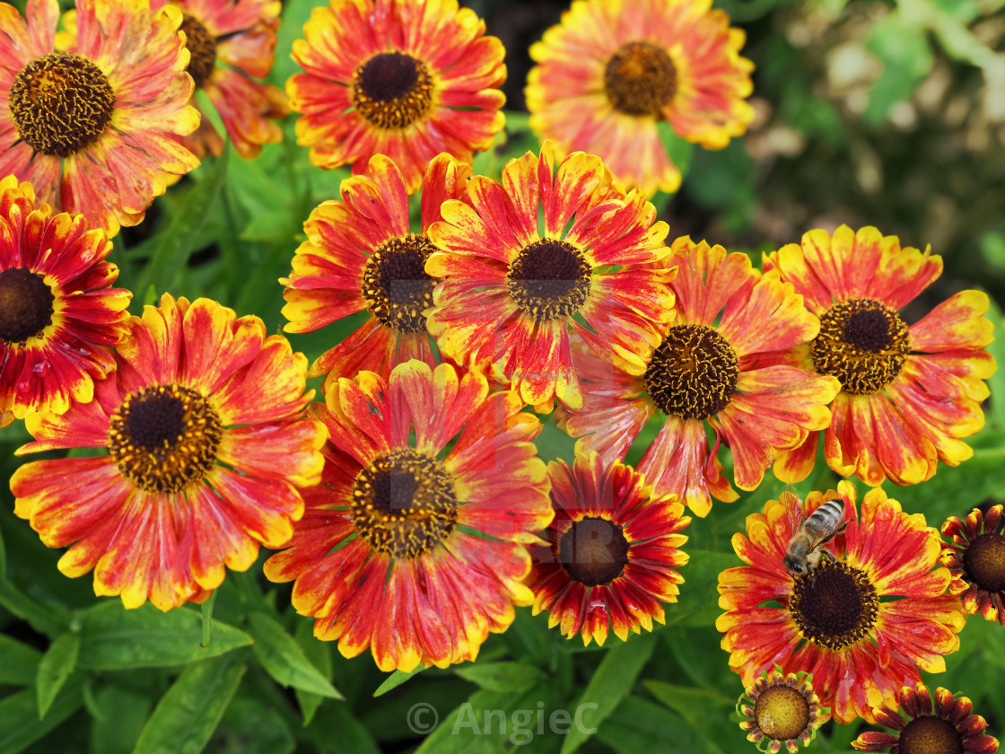 "Common blanket flowers" stock image