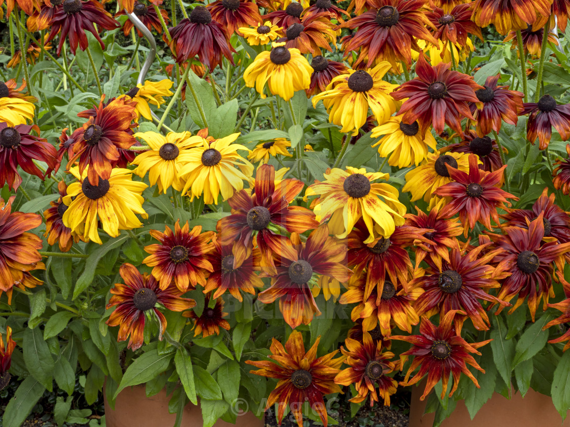 "Colourful display of Rudbeckia coneflowers" stock image