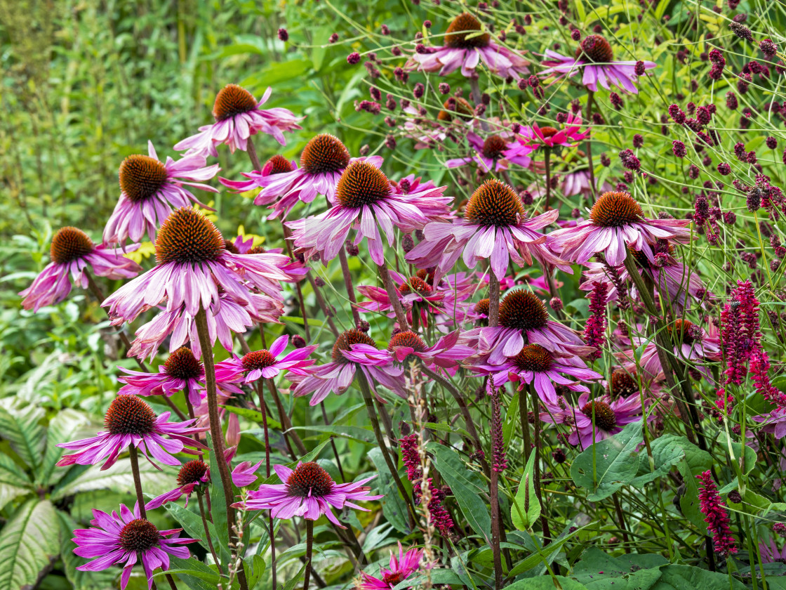 "Purple Echinacea coneflowers in a sunny garden" stock image