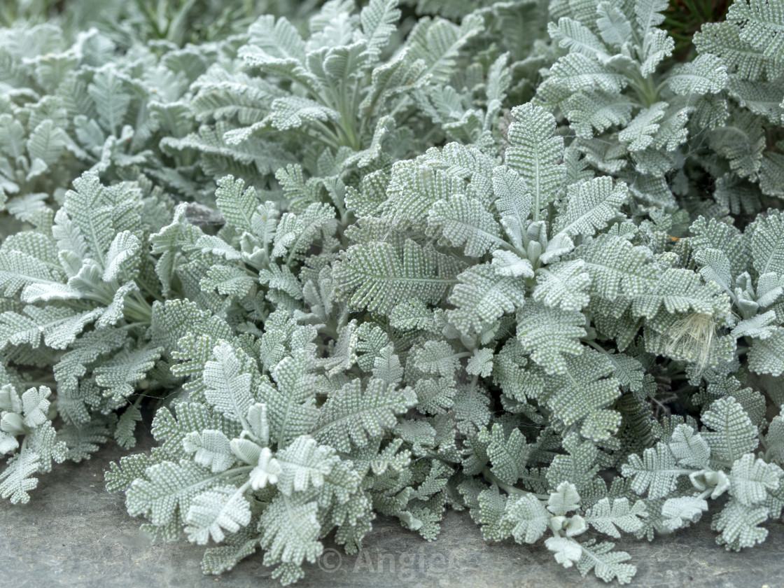 "Silver lace tansy leaves (Tanacetum haradjanii)" stock image