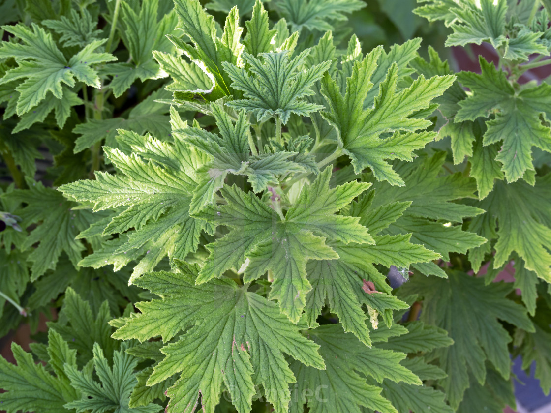 "Cranesbill geranium leaves" stock image