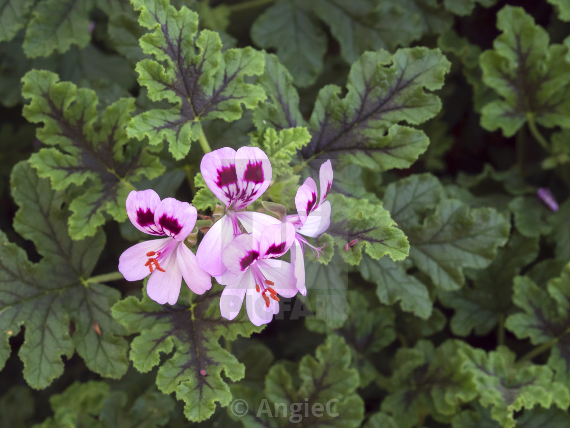 "Pink Pelargonium Geranium" stock image