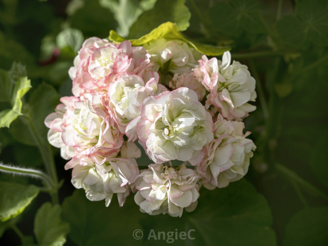 "Pelargonium Geranium Appleblossom Rosebud" stock image