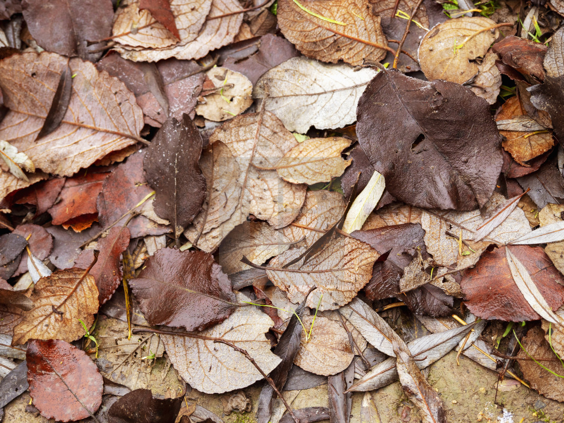 "Fallen winter leaves" stock image