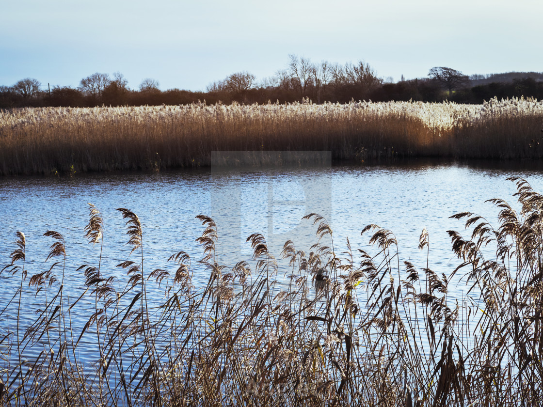 "Golden sunlight on reeds beside a pond in winter" stock image