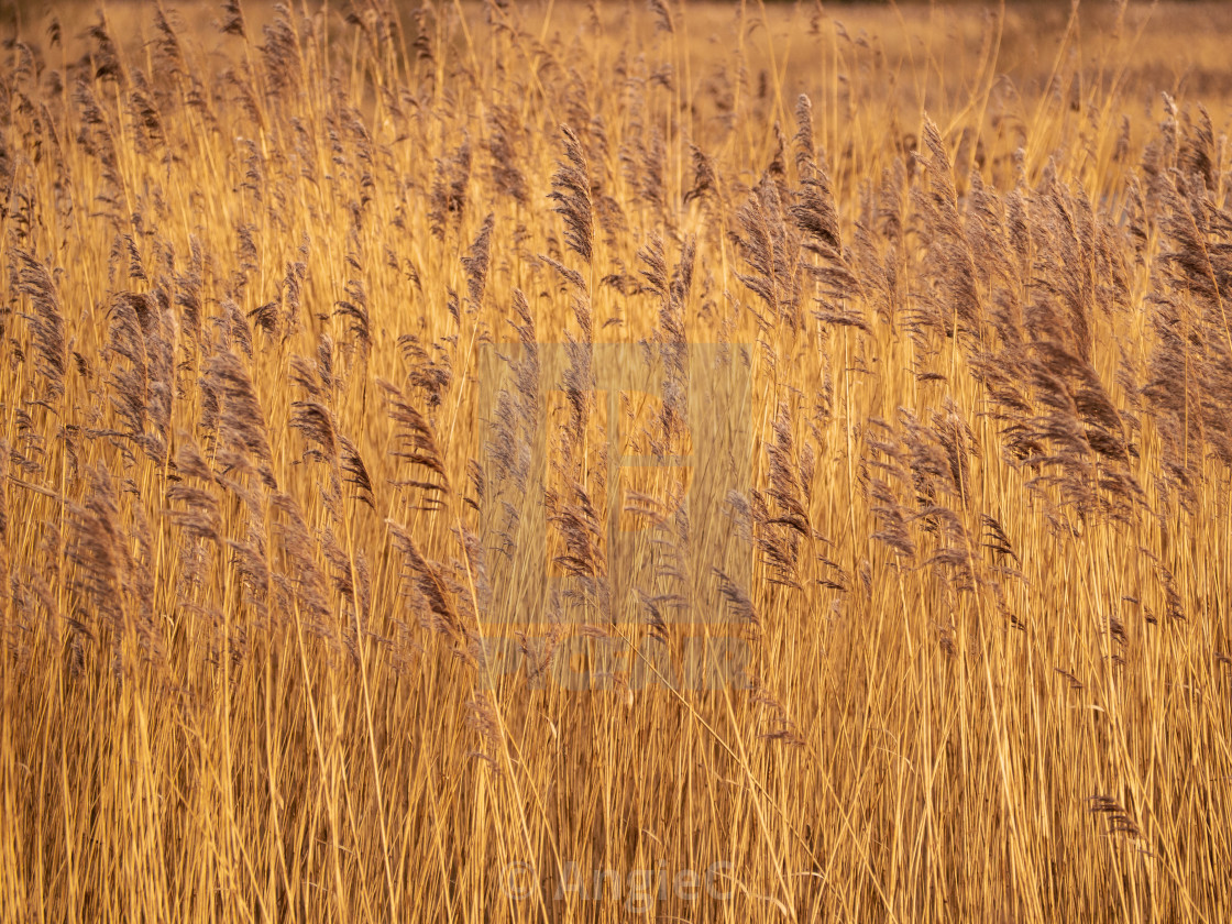 "Golden winter reeds in a dense reed bed" stock image