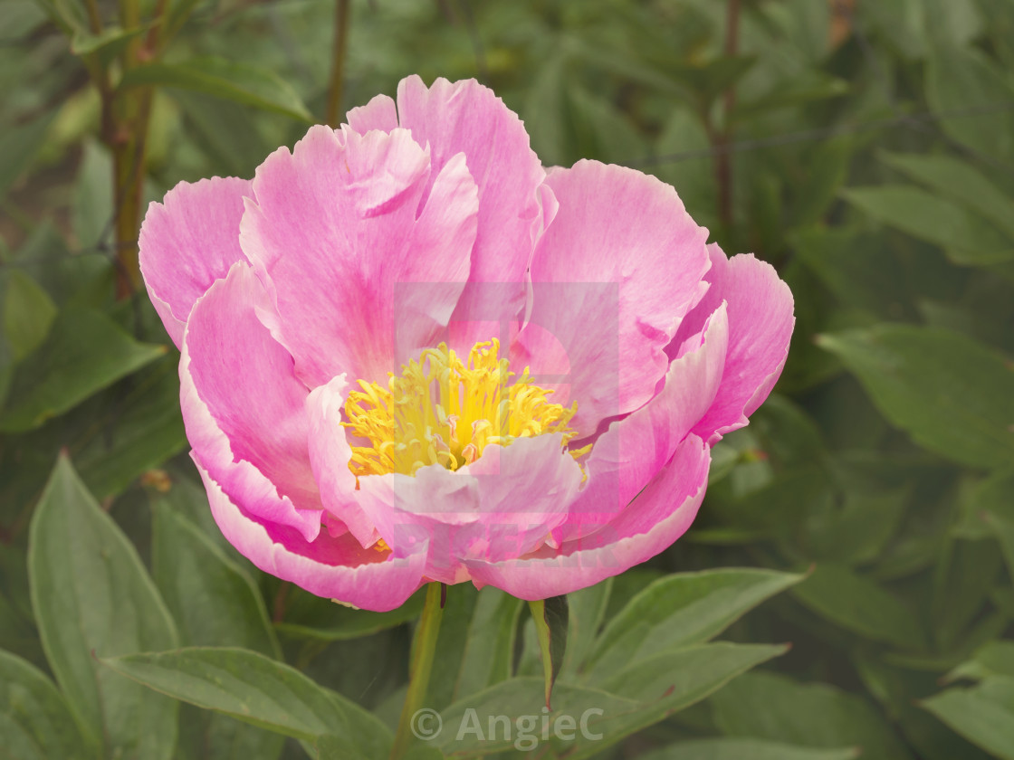 "Pink Peony flower, variety Soft Salmon Joy" stock image