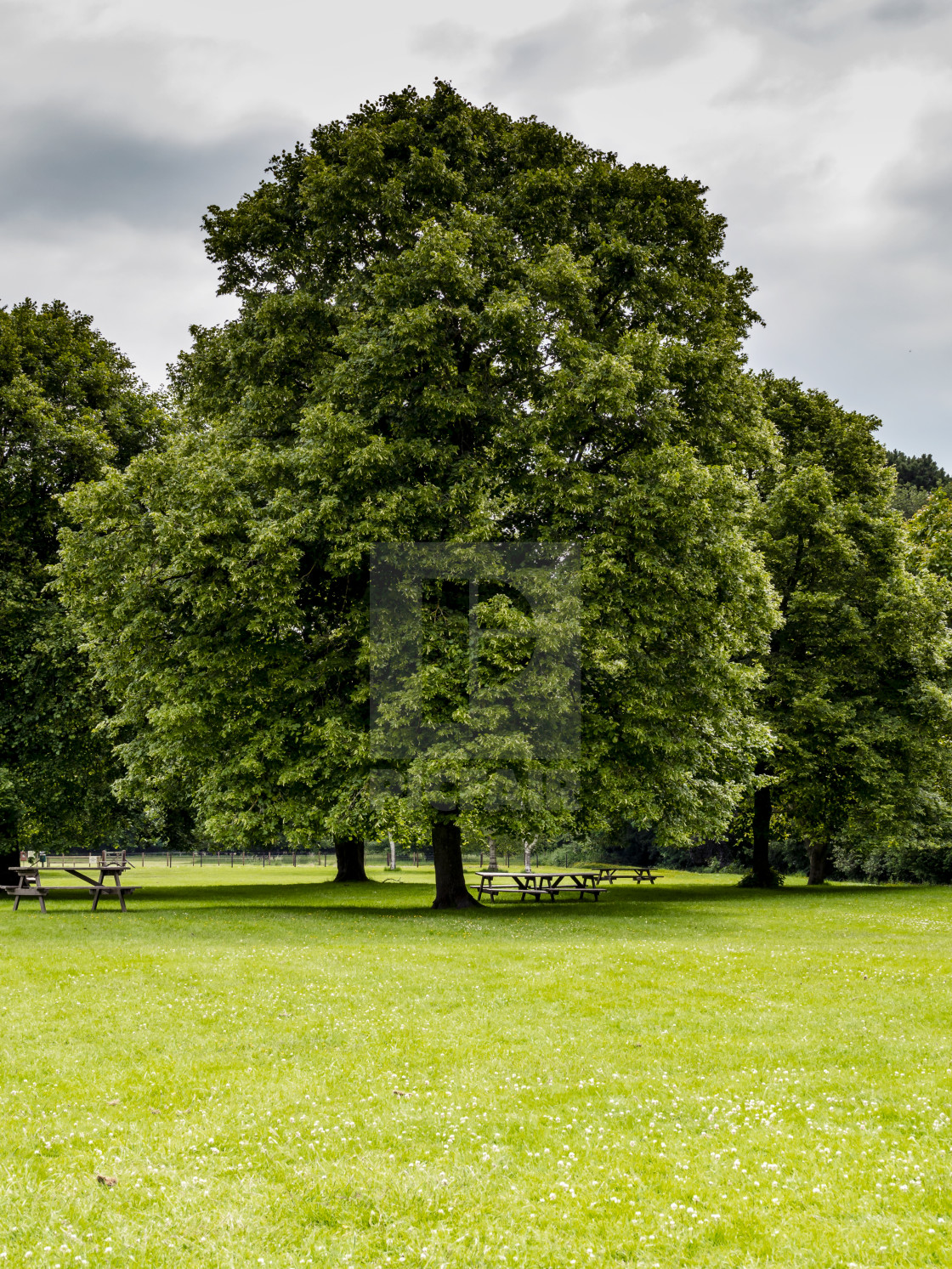 "Picnic tables below a mature horse chestnut tree" stock image