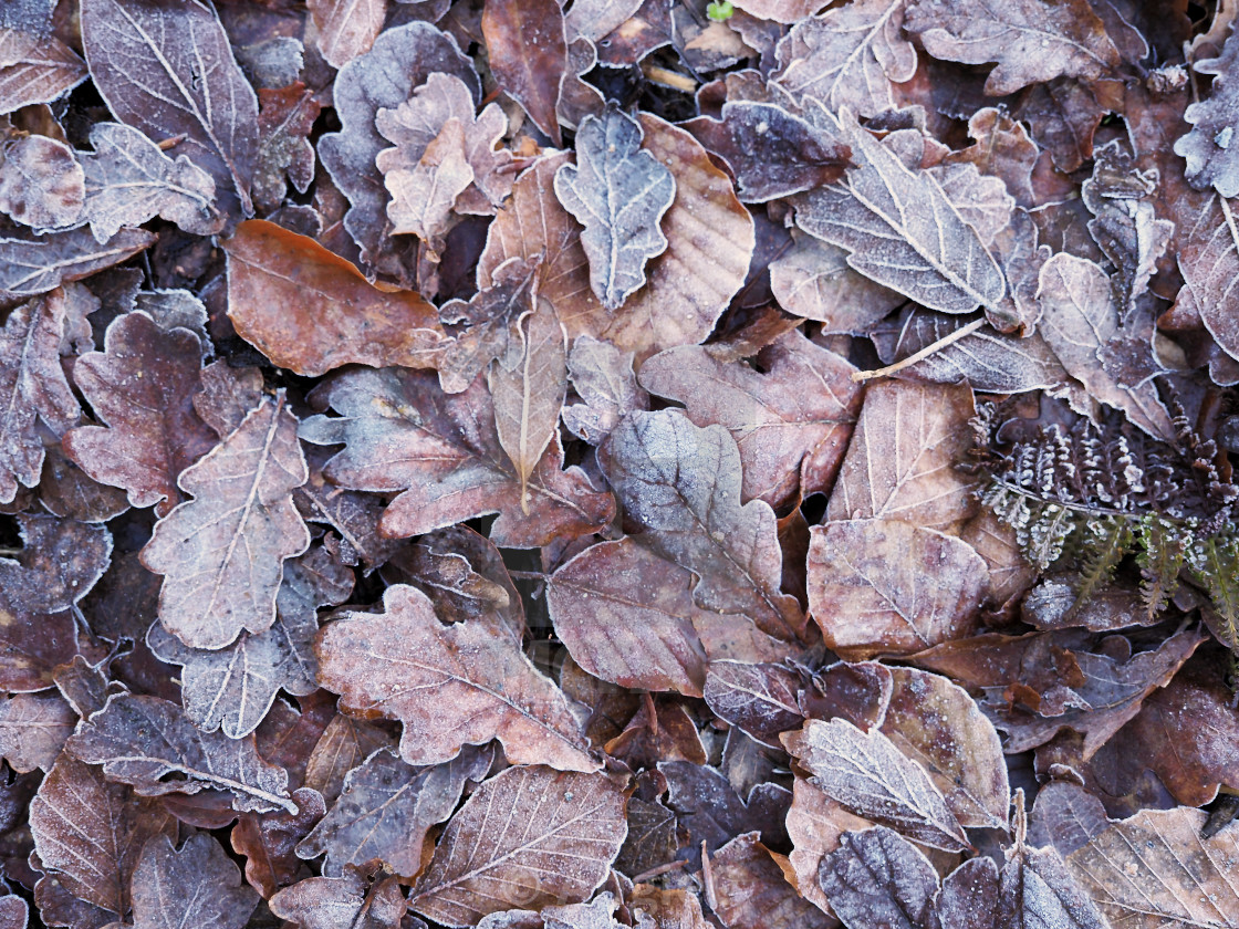 "Frosty fallen leaves on a woodland floor" stock image