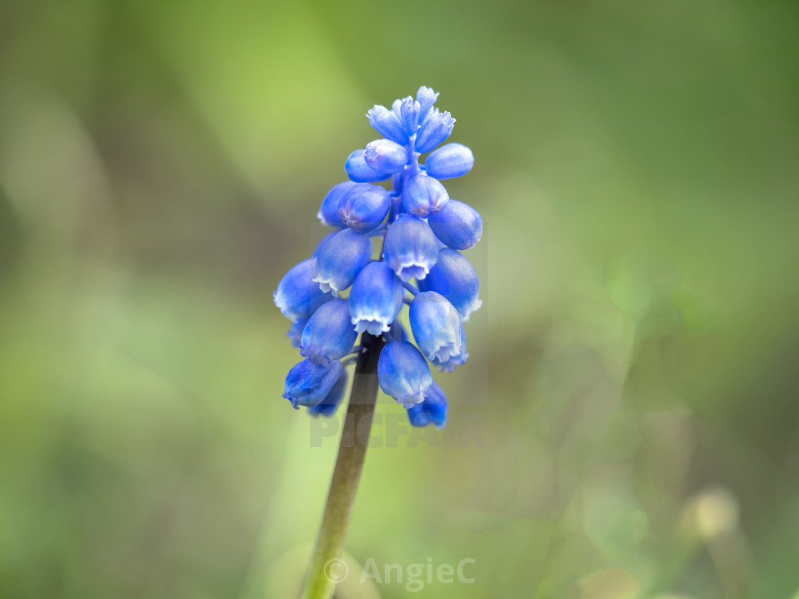 "Closeup of a pretty grape hyacinth flower" stock image