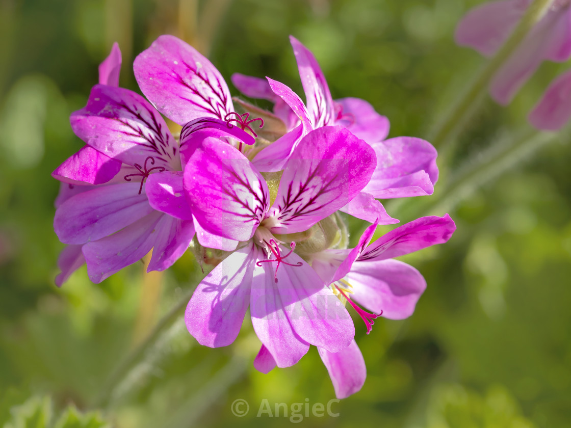 "Beautiful pink Pelargonium flower in a garden" stock image