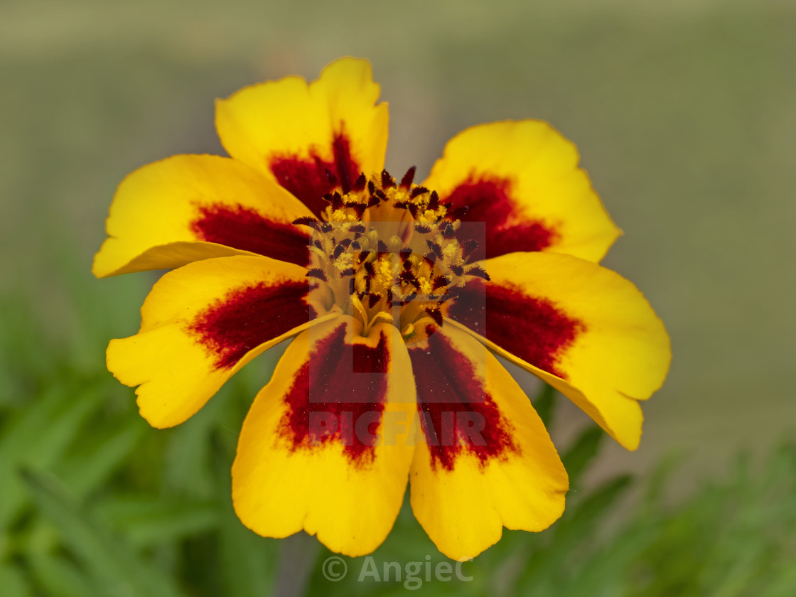 "French Marigold 'Naughty Marietta'" stock image