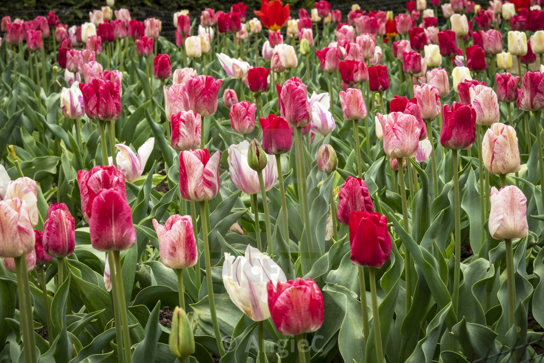 "Mixed Tulip Display" stock image