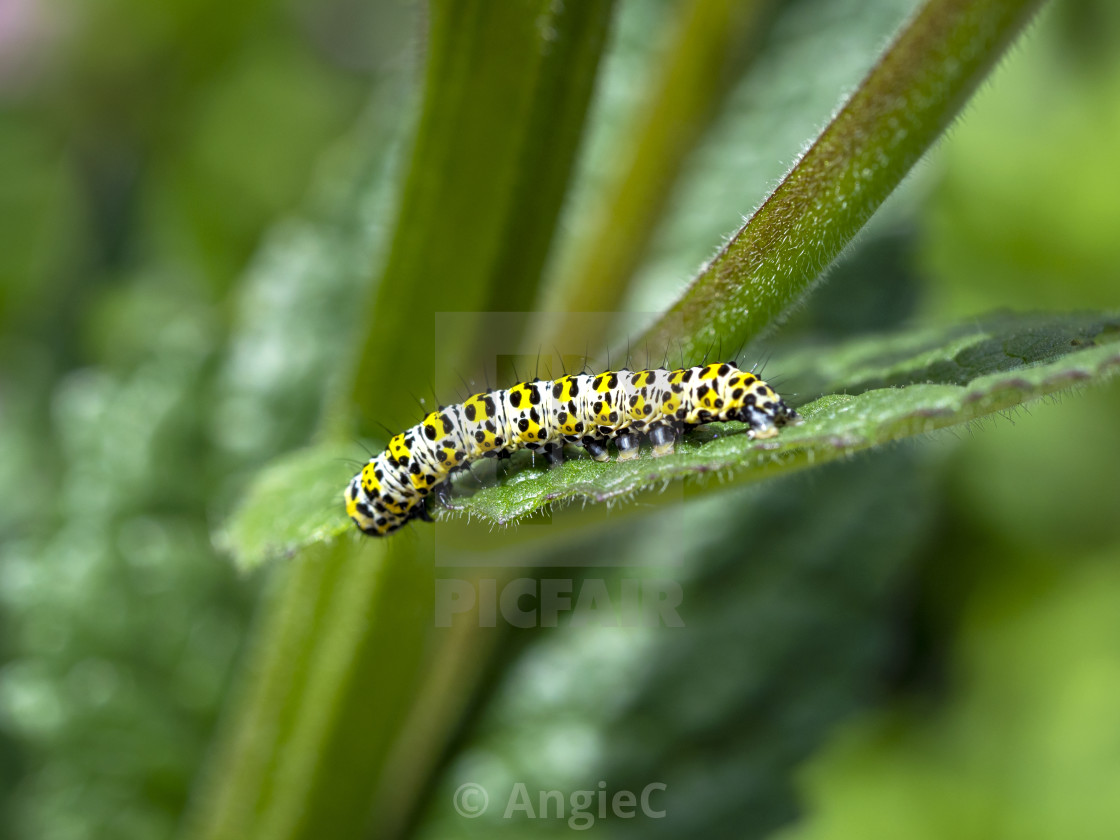 "Caterpillar of the mullein moth, Cucullia verbasci" stock image