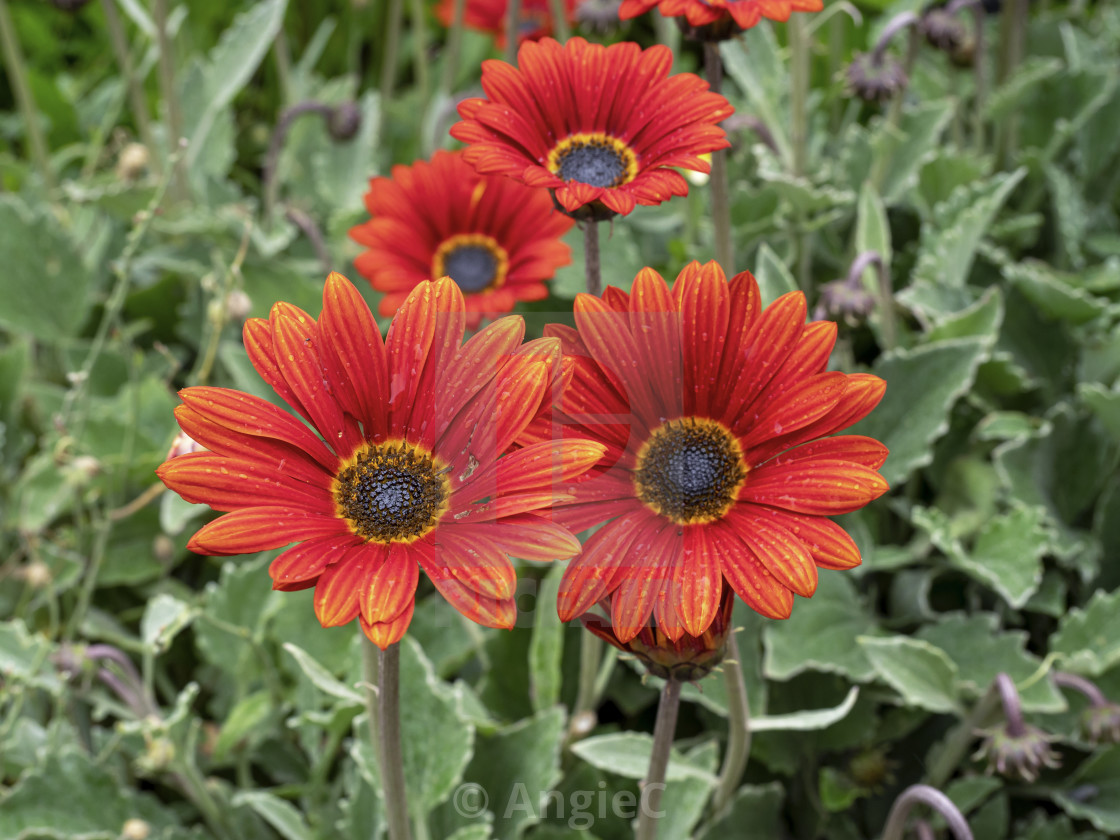 "Orange African daisies" stock image