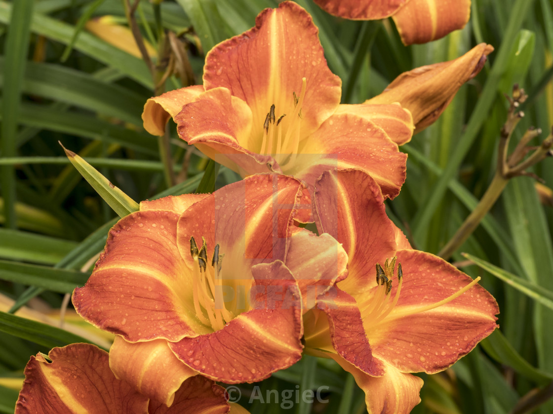 "Three Hemerocallis daylily flowers, variety Staghorn Sumac" stock image