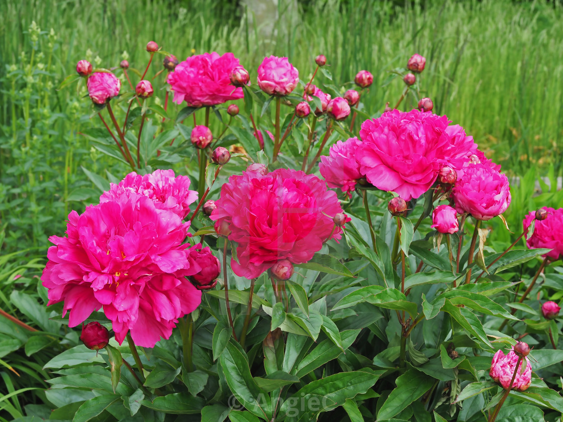 "Peony Felix Crousse" stock image