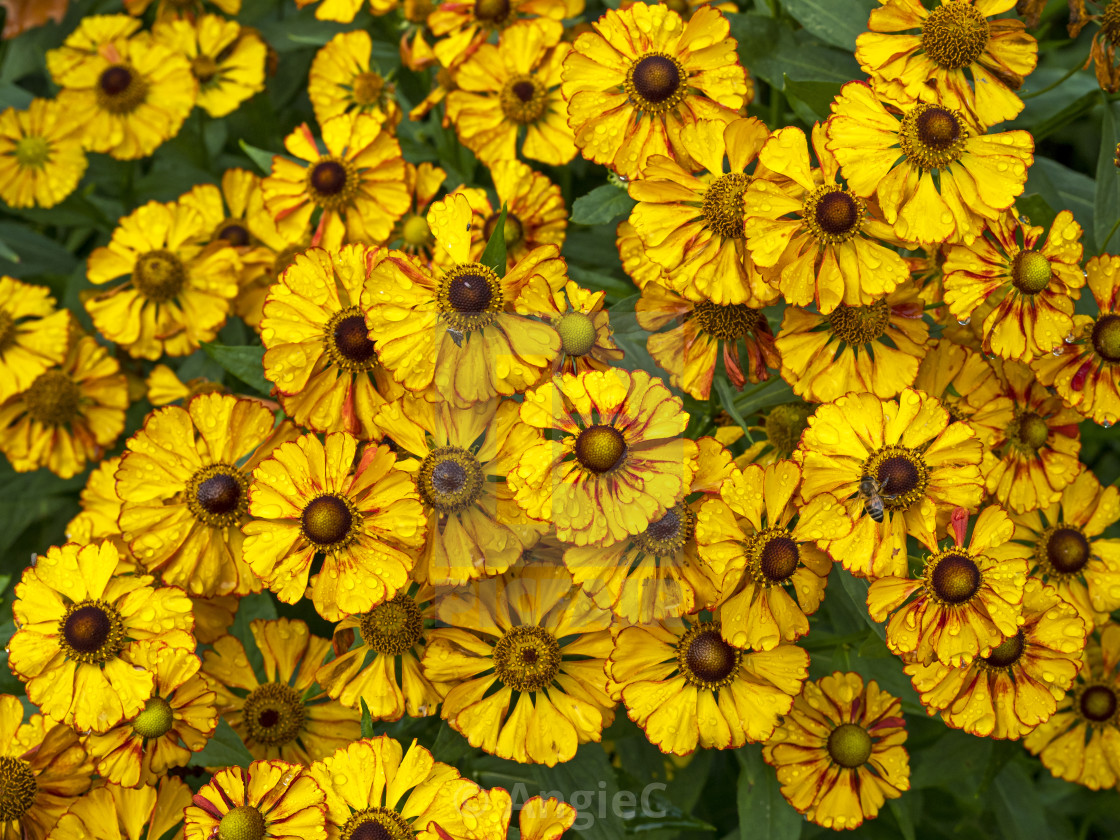 "Helenium sneezeweed flowers after a rain shower" stock image