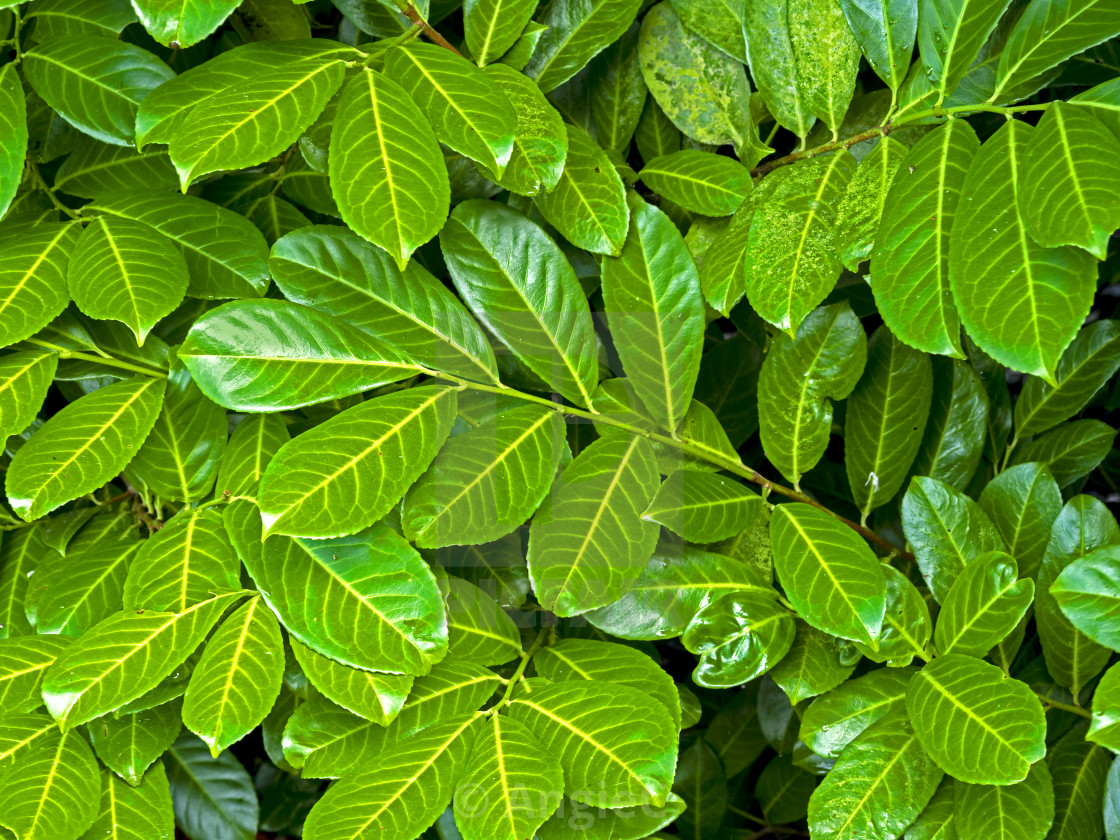 "Laurel Leaves" stock image