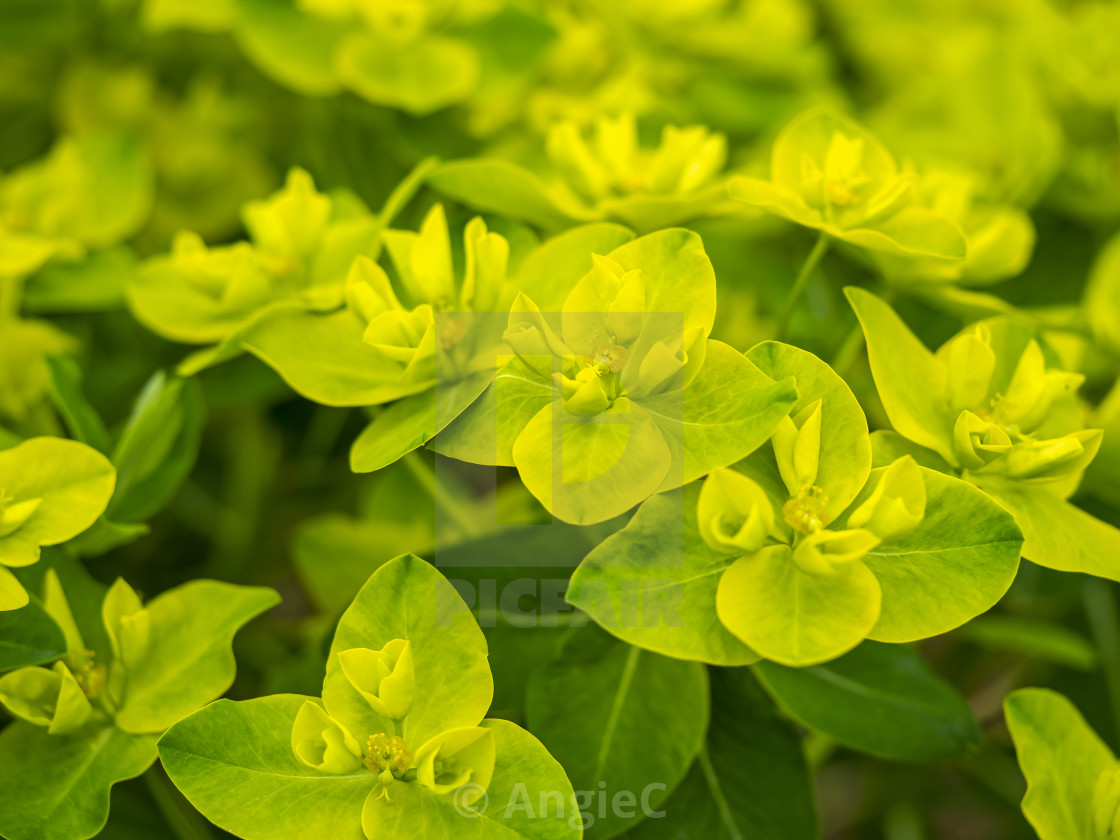 "Euphorbia cornigera Flowers" stock image