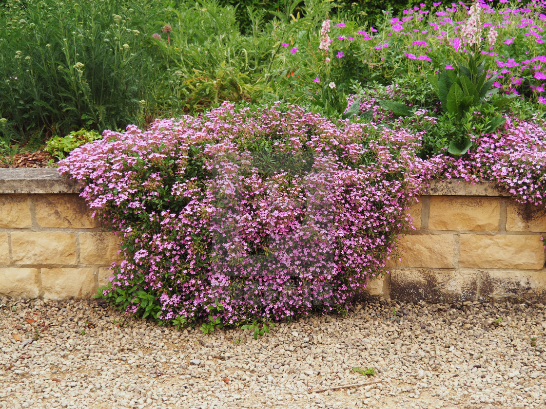 "Rock soapwort growing over a stone wall" stock image