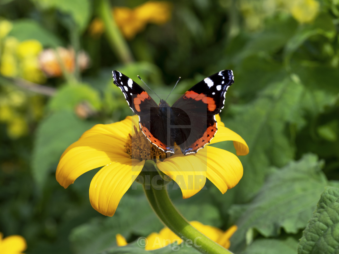 "Red admiral butterfly on a yellow sunflower" stock image