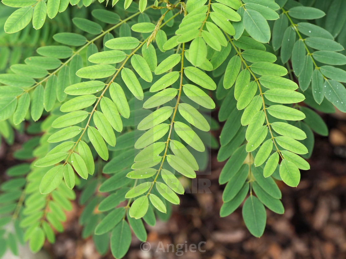 "Leaves of a False Indigo Bush" stock image