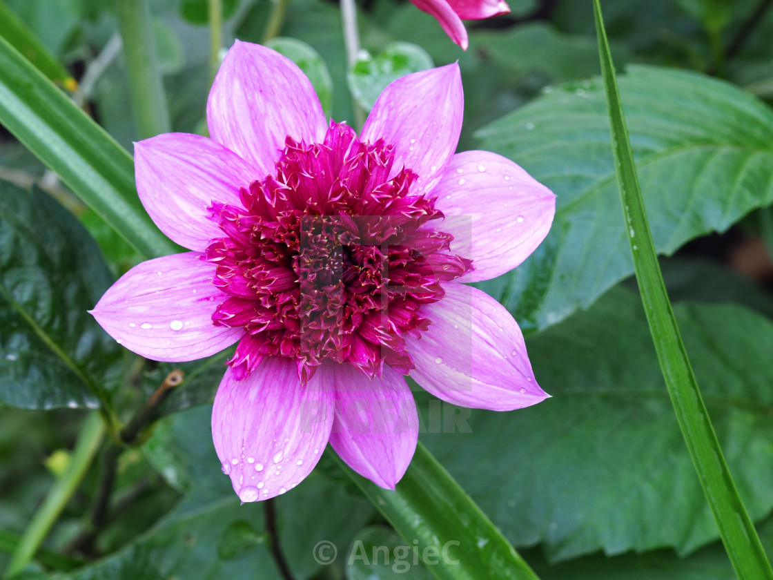 "Dahlia 'Bayou'" stock image