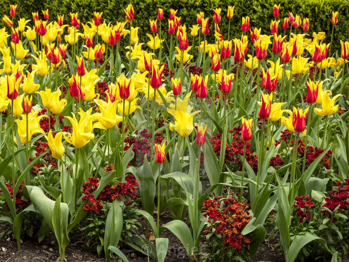 "Colourful flowerbed with tulips and wallflowers" stock image