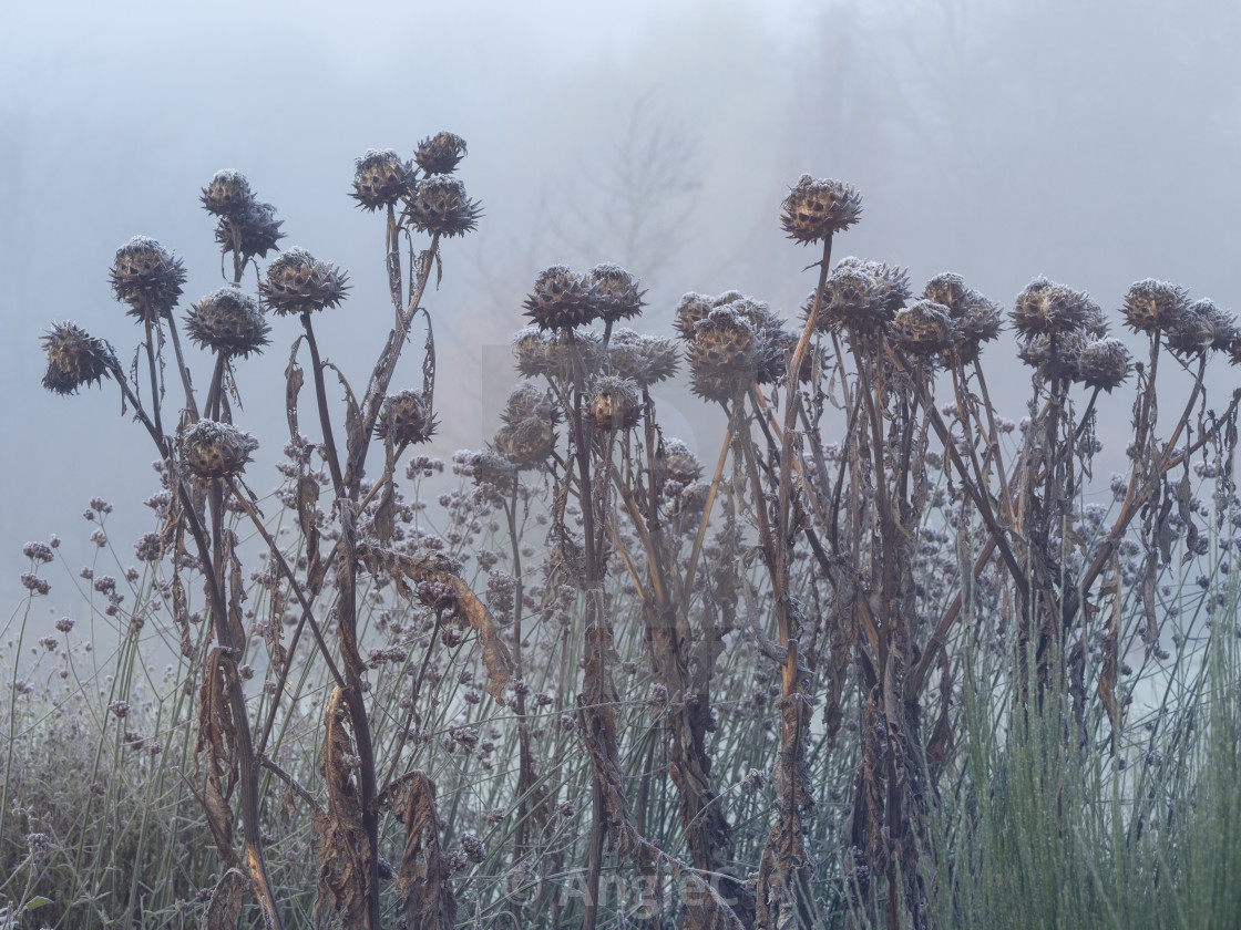 "Frozen globe thistles in the mist" stock image