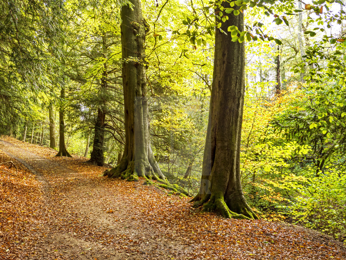 "Autumn in the Woods" stock image