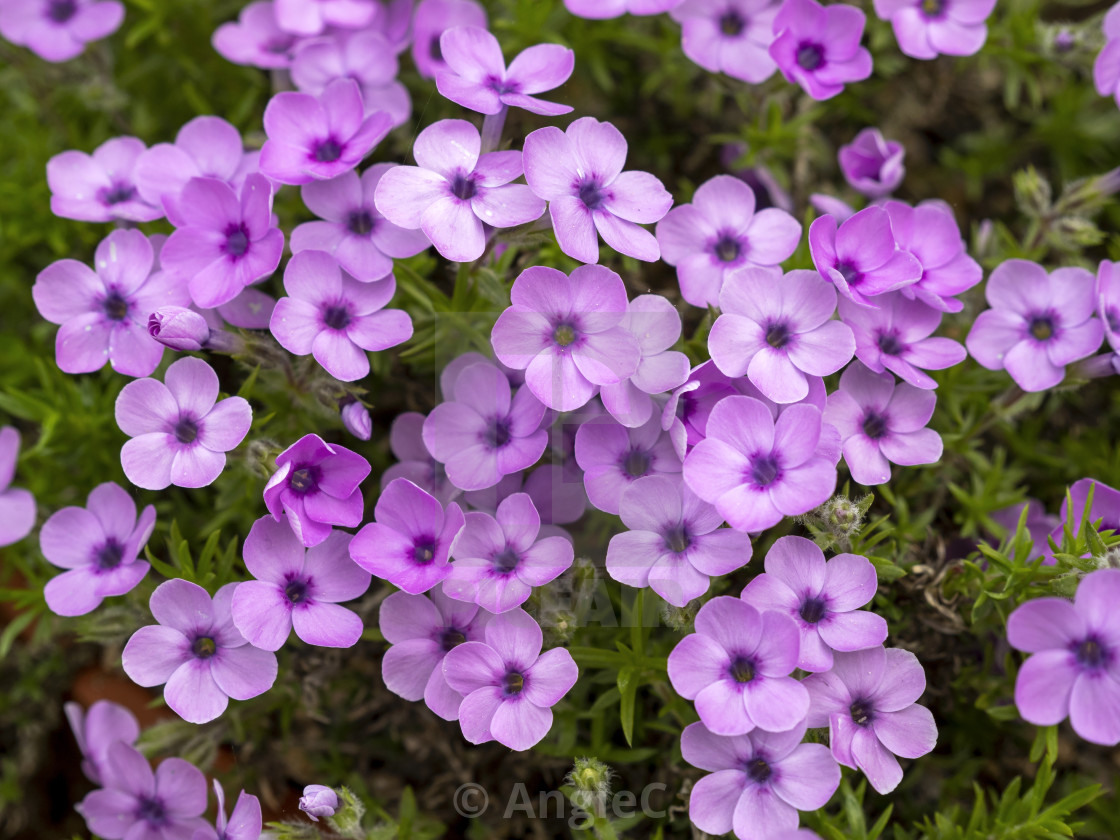 "Phlox douglasii 'Eva'" stock image