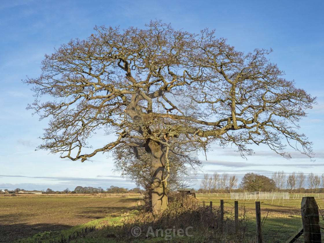 "Winter Oak" stock image