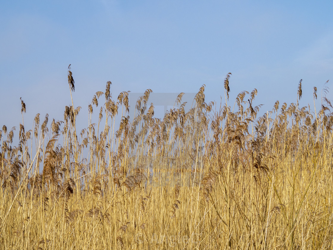 "Flowering Reeds in Sunlight" stock image