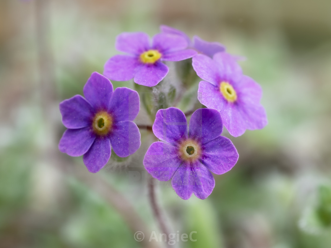 "Tiny flowers of Androsace villosa variety jacquemondii" stock image