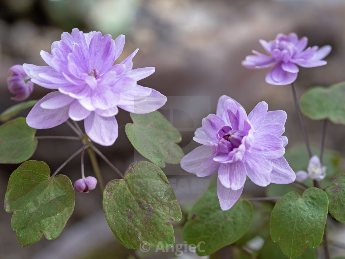 "Lovely purple flowers of rue anemone Anemonella thalictroides" stock image