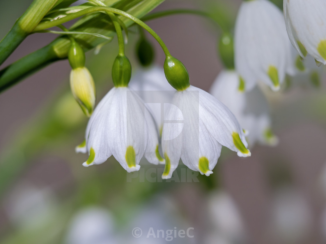 "Summer Snowflake" stock image