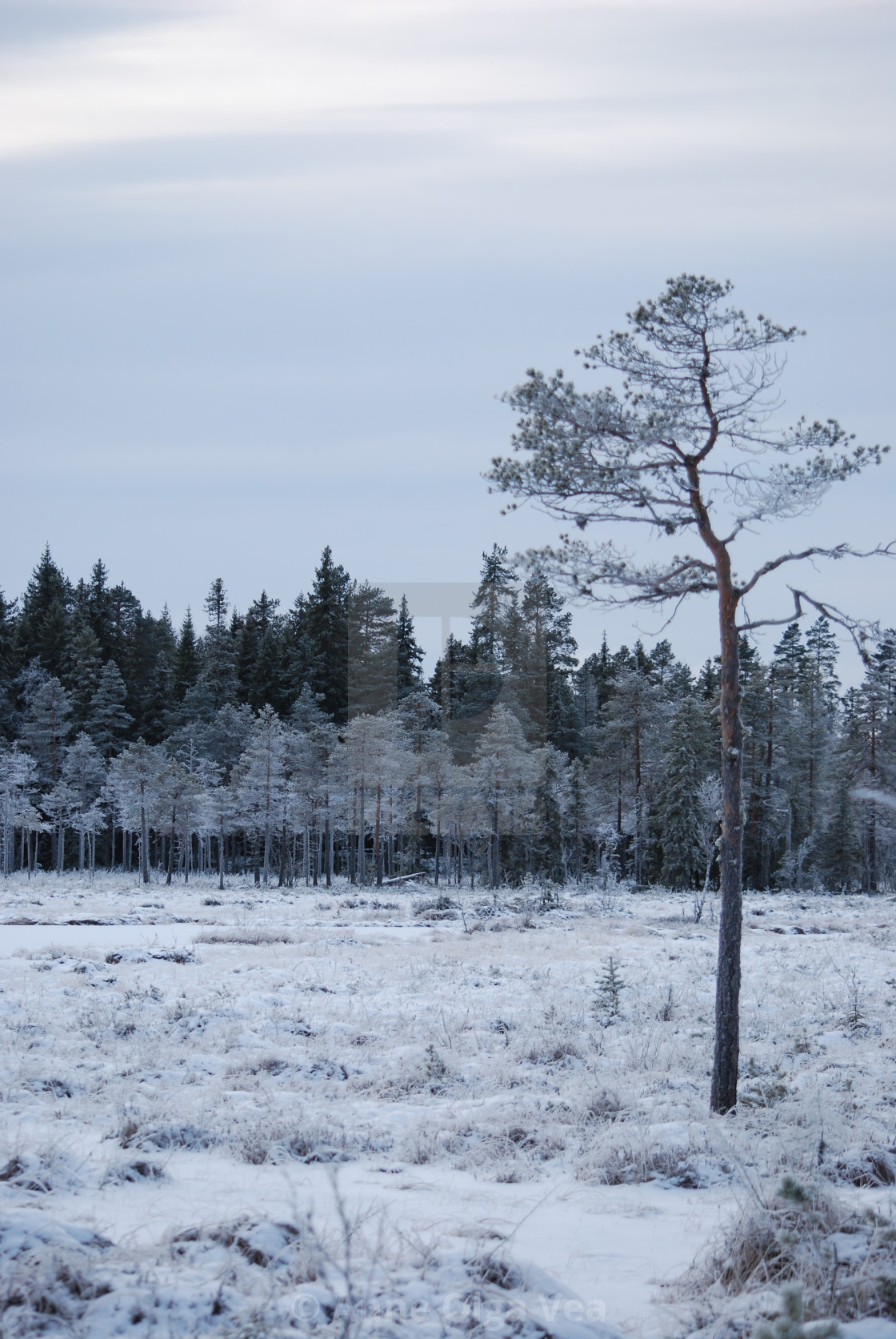 "Frozen forest" by Anne Olga Vea - $6.29 "Frozen forest" stock image