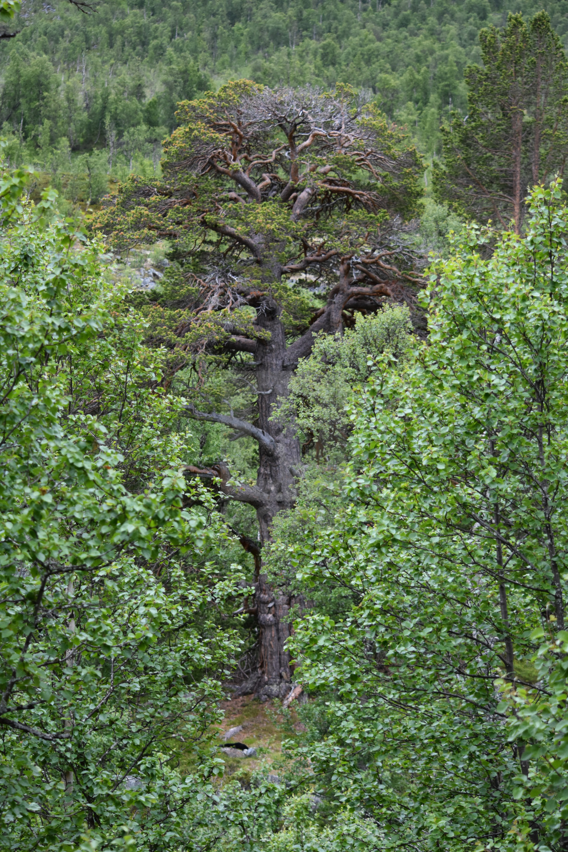 "Massive ancient pine tree" by Anne Olga Vea - $6.29 "Massive ancient pine tree" stock image