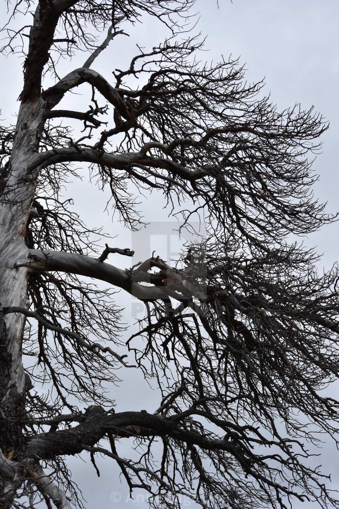 "Dead branches" by Anne Olga Vea - $6.29 "Dead branches" stock image