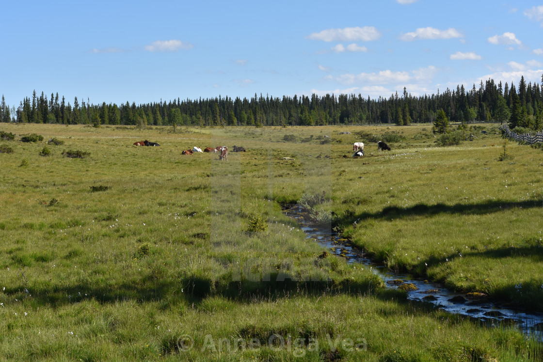 "Meadow with distant cows" by Anne Olga Vea - $6.29 "Meadow with distant cows" stock image