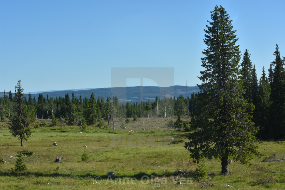 "Mountain meadow" by Anne Olga Vea - $6.29 "Mountain meadow" stock image