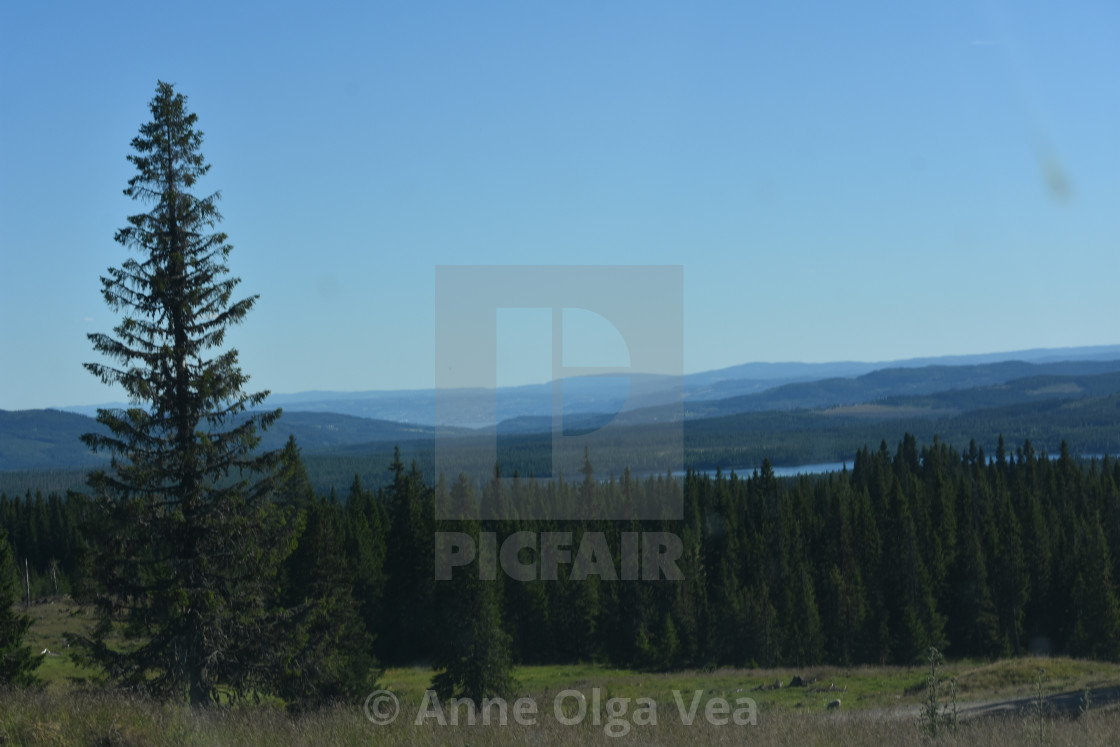 "landscape view over forested valleys" by Anne Olga Vea - $6.29 "landscape view over forested valleys" stock image