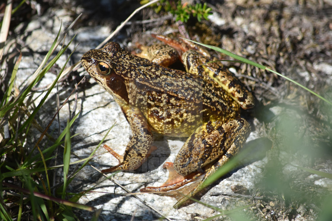 "Tiny frog" stock image