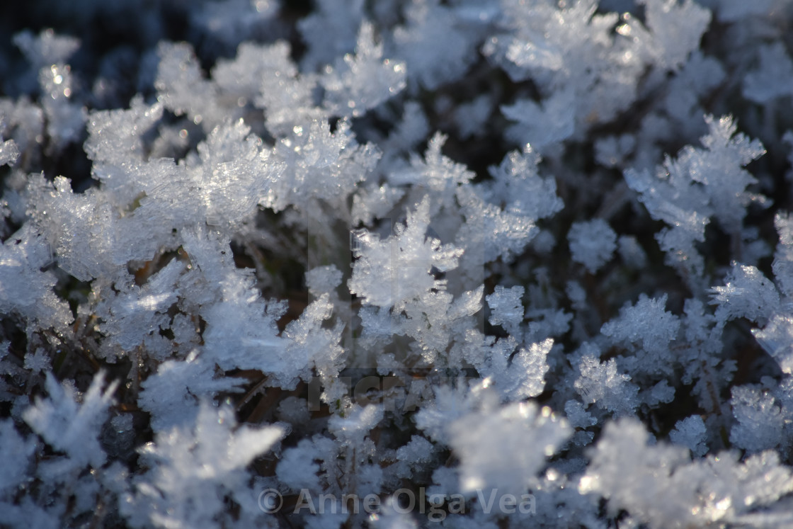 "Frost up close" stock image