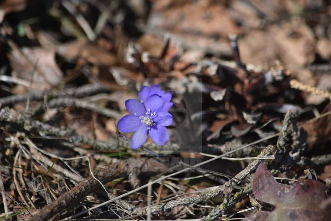 "Spring flower" stock image