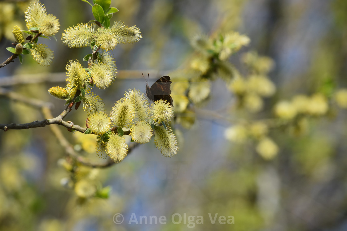 "butterflies on spring flowers" stock image