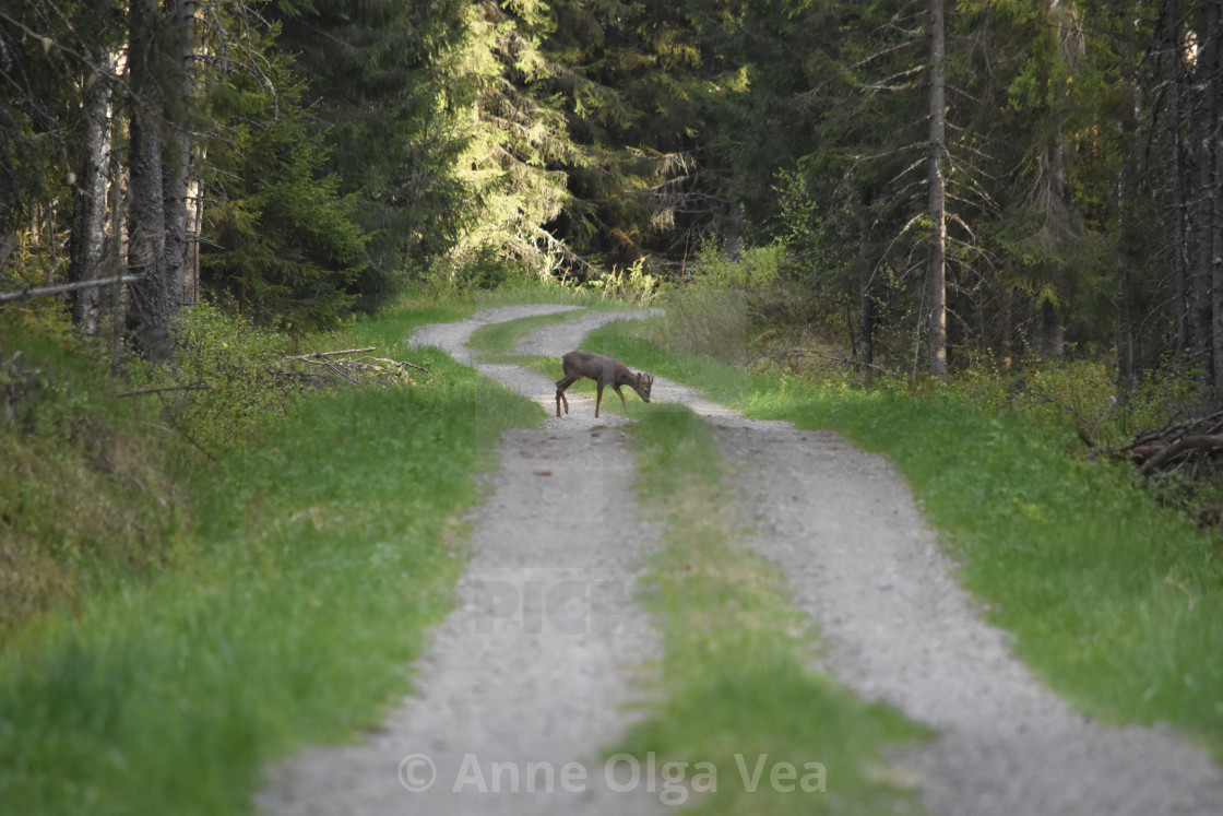 "Roe deer on road" stock image