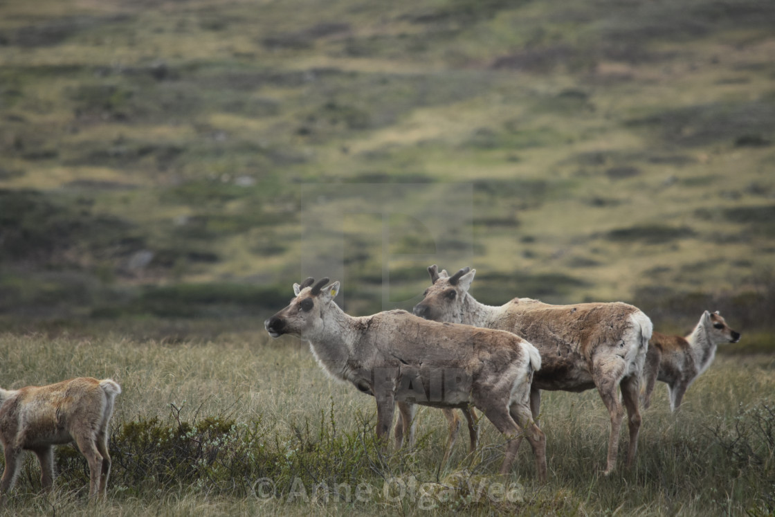 "Reindeer" stock image